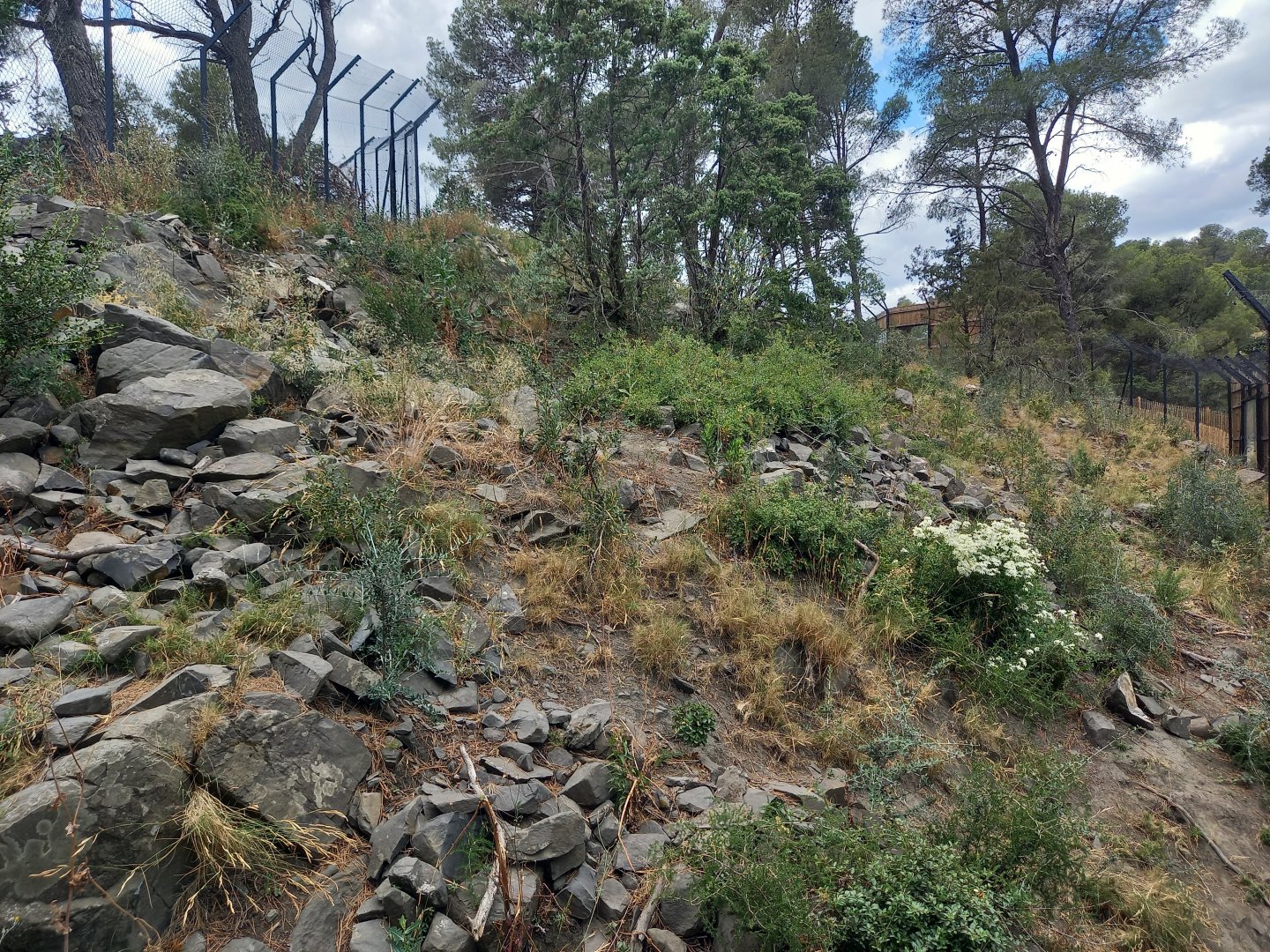 Ecozonia - Chinese dhole breeding pair enclosure