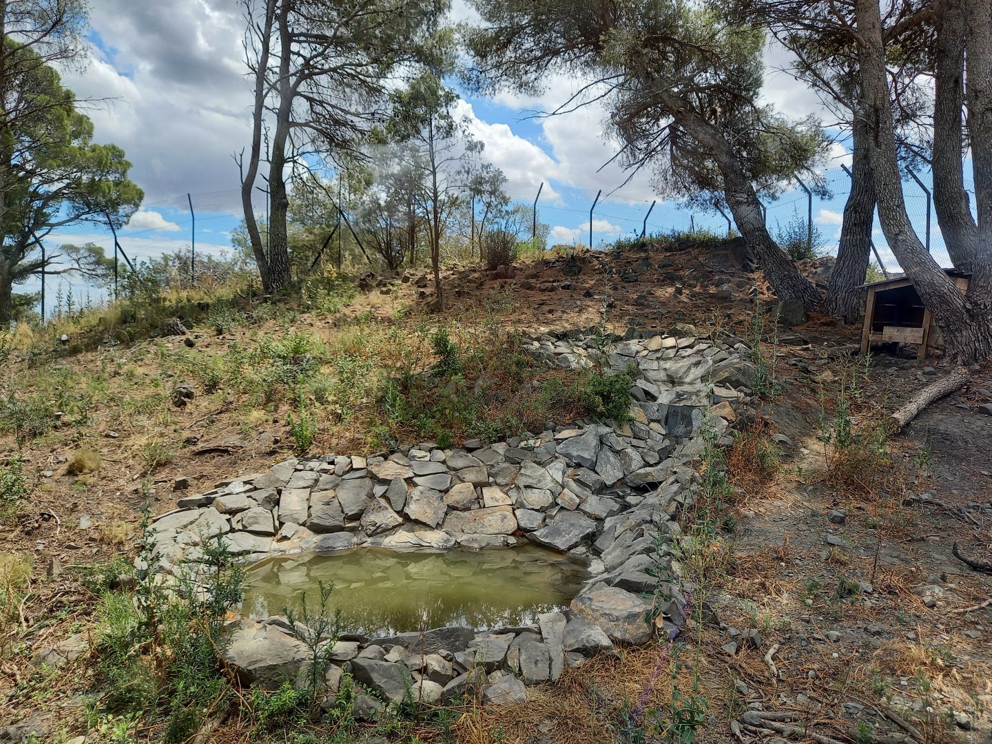 Ecozonia - Chinese dhole breeding pair enclosure
