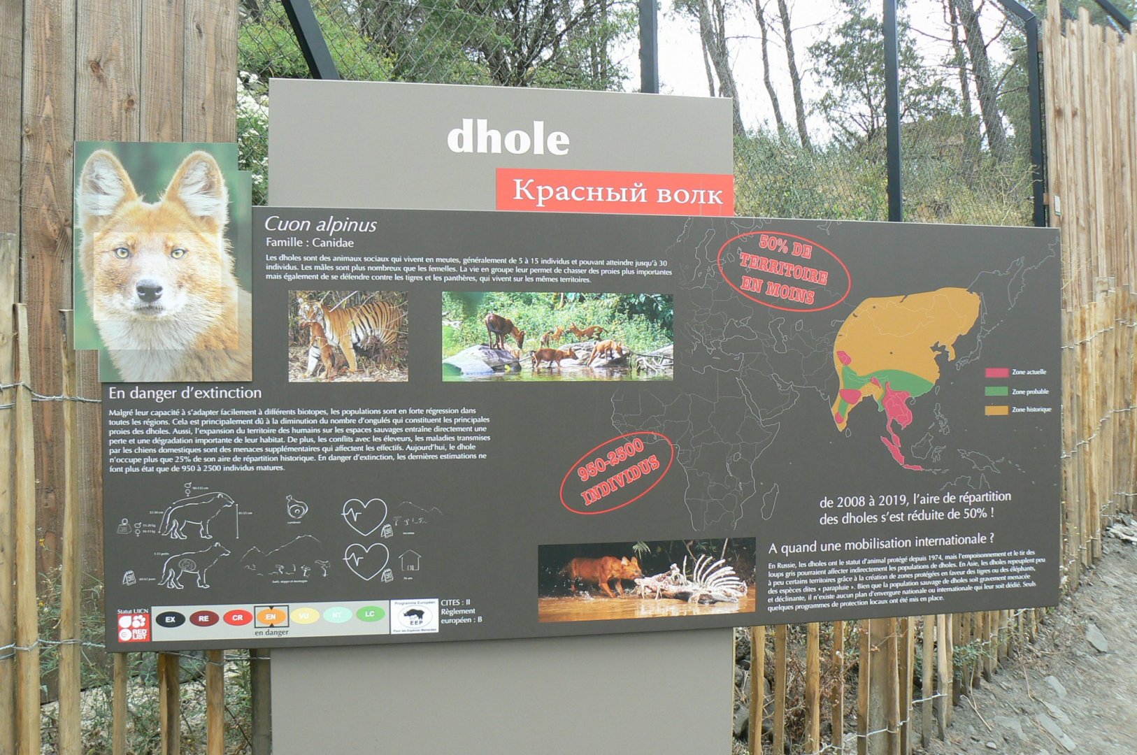 Ecozonia - Chinese dhole panel