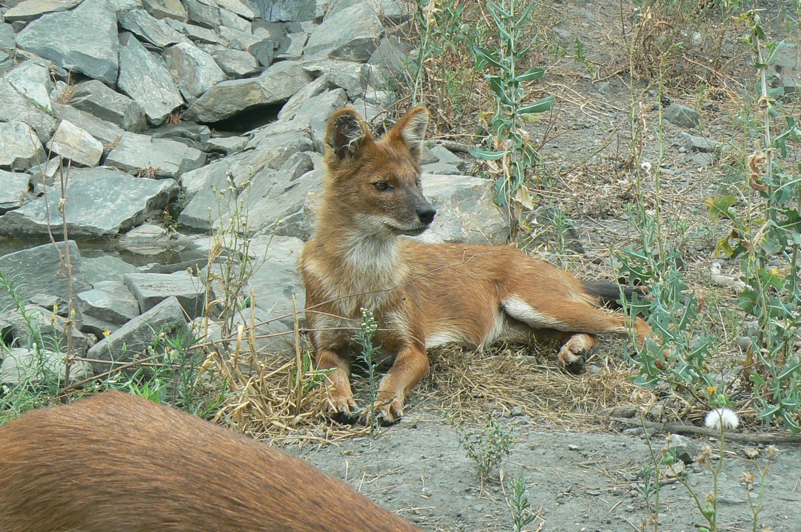 Ecozonia - Chinese dhole