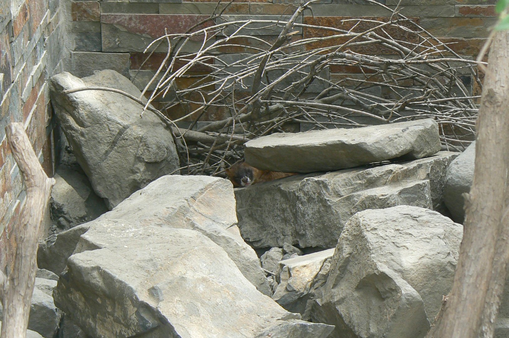 Ecozonia - Elusive female sibearian weasel