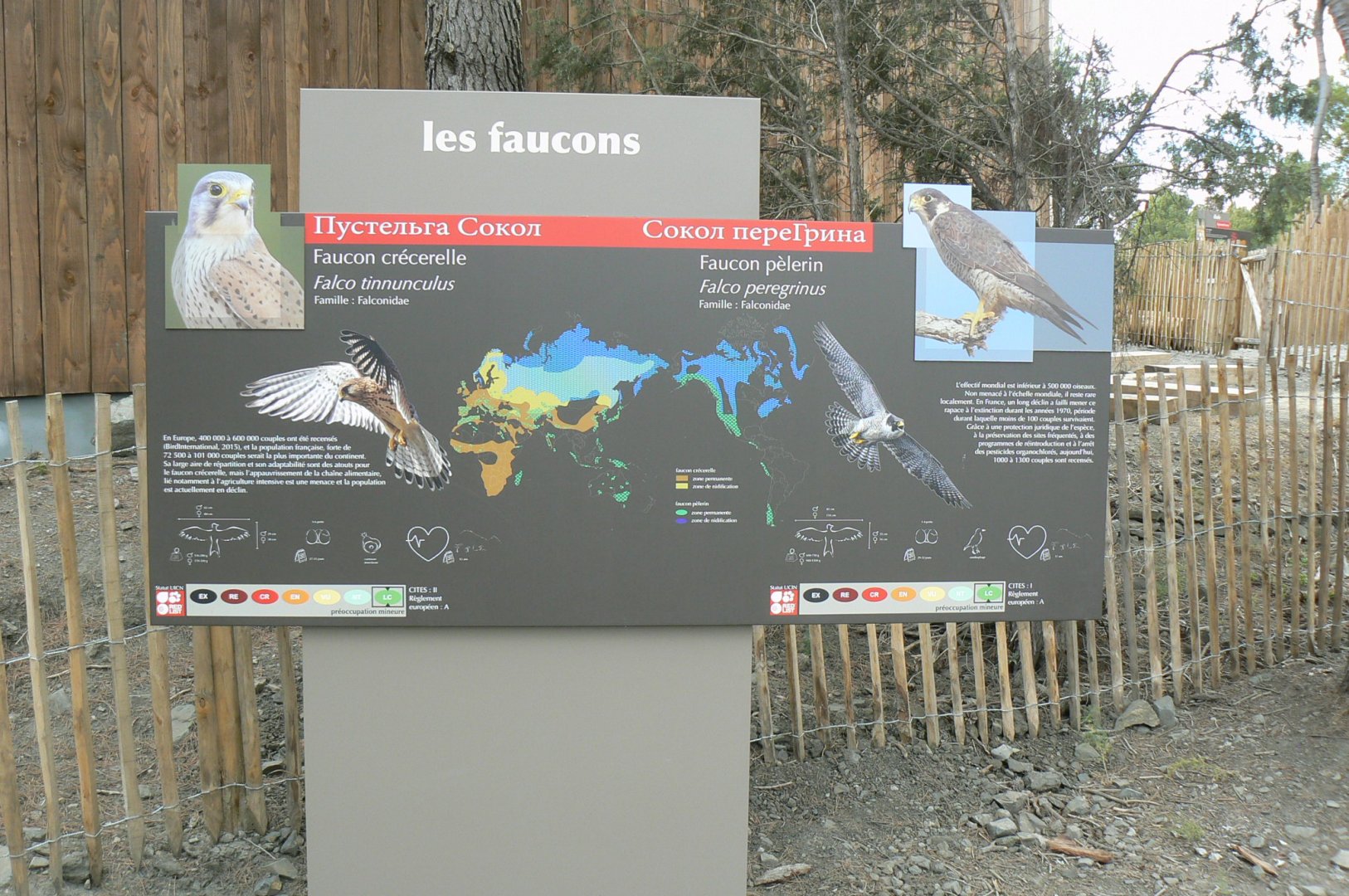 Ecozonia - Eurasian peregrine falcon and european kestrel sign