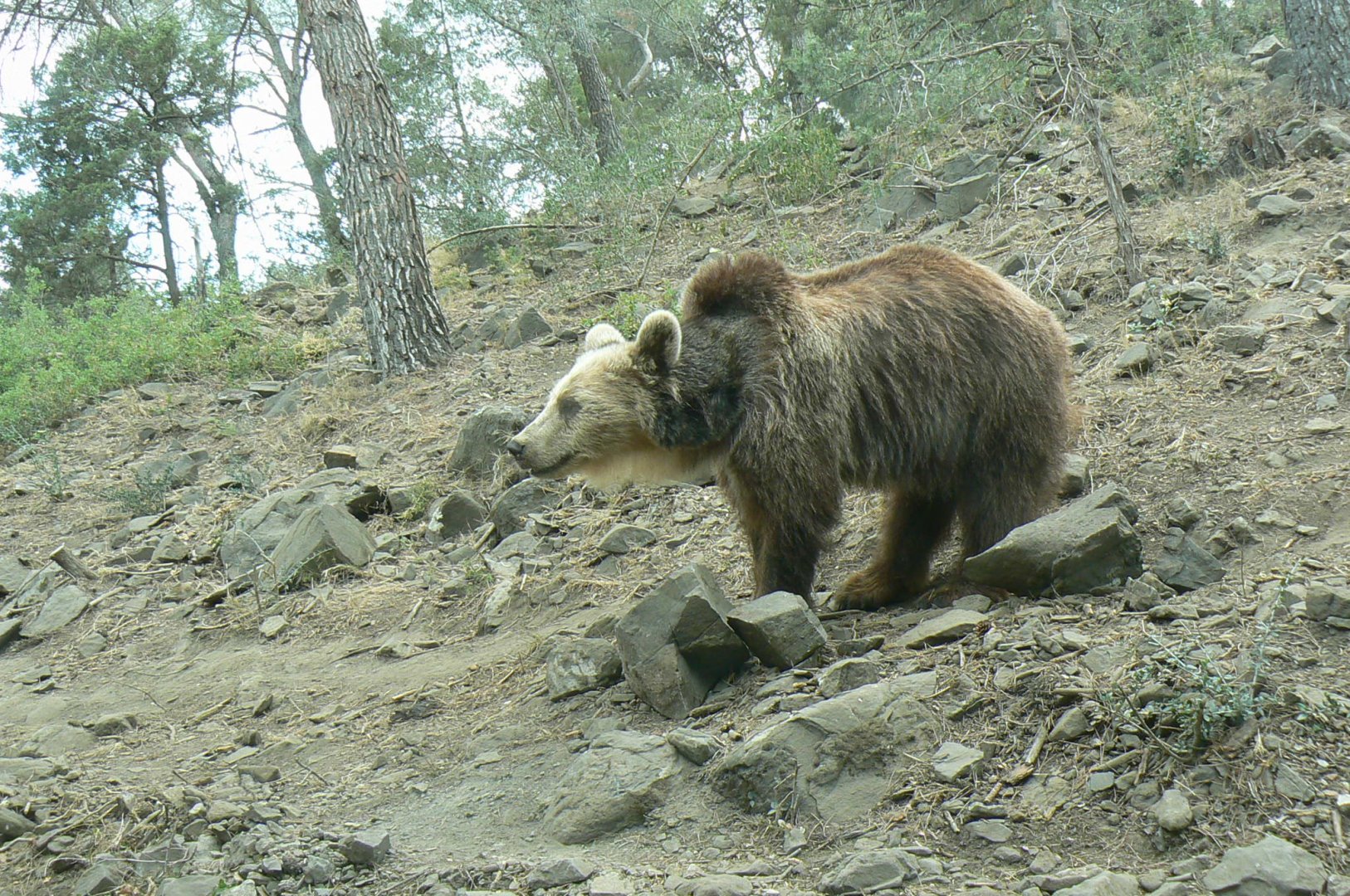 Ecozonia - European brown bear