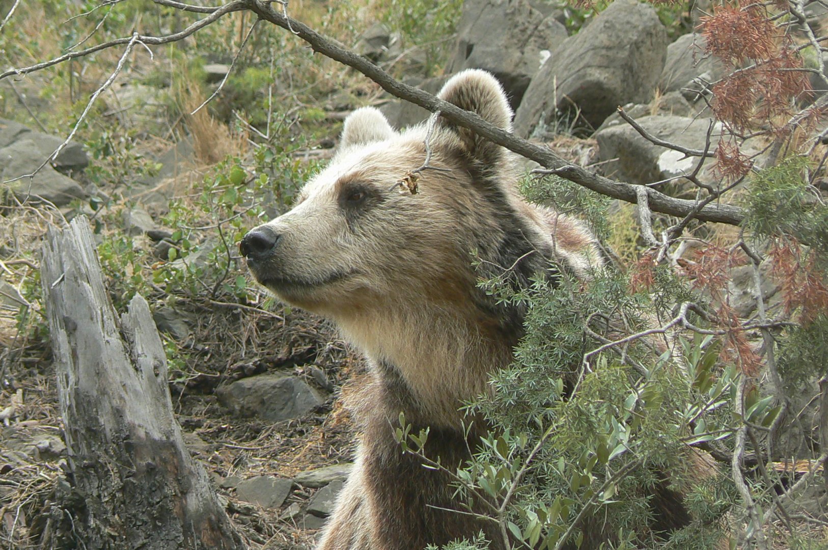 Ecozonia - European brown bears and eurasian wolves enclosure