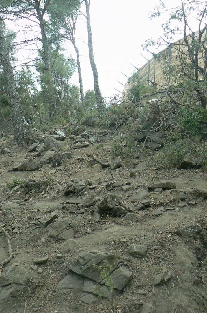 Ecozonia - European brown bears and eurasian wolves enclosure