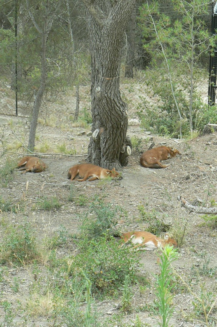 Ecozonia - Female chinese dholes
