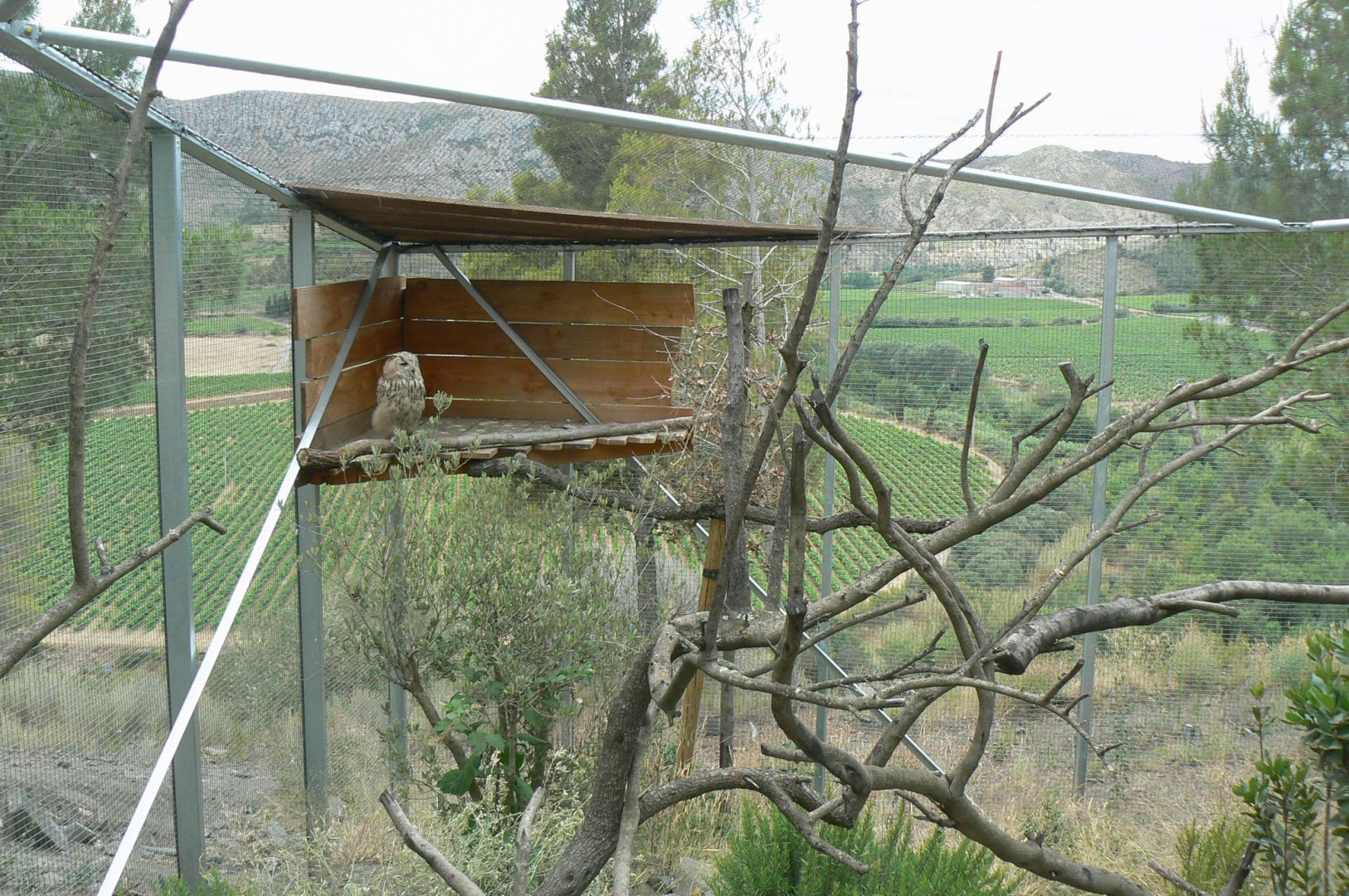 Ecozonia - Great grey-owl and eurasian eagle-owls aviary