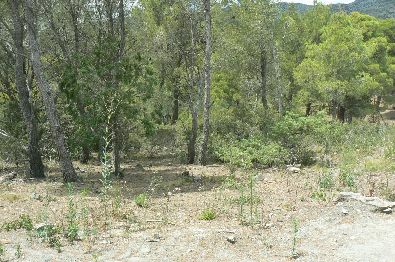 Ecozonia - Northen lynx enclosure