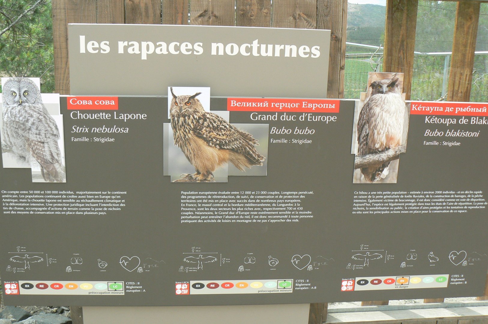 Ecozonia - Owls panel