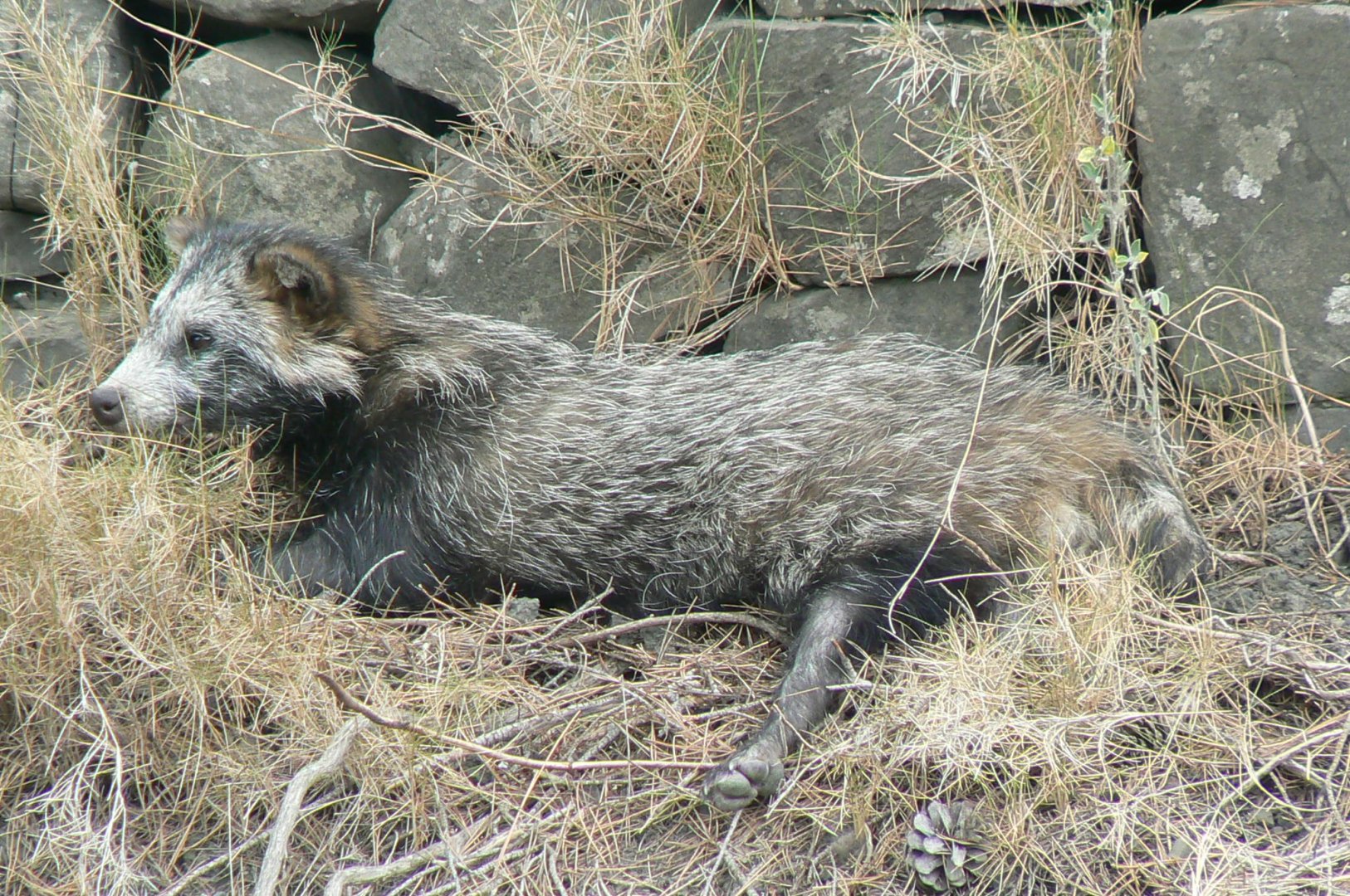 Ecozonia - Raccoon dog resting (was too hot)