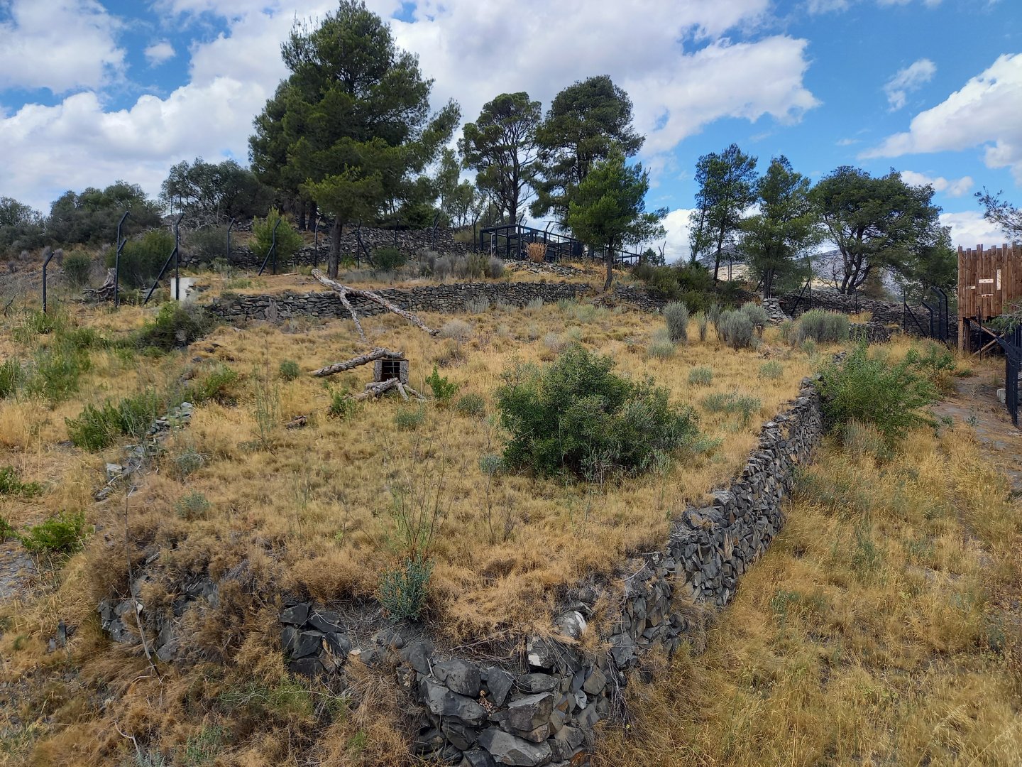 Ecozonia - Raccoon dogs enclosure