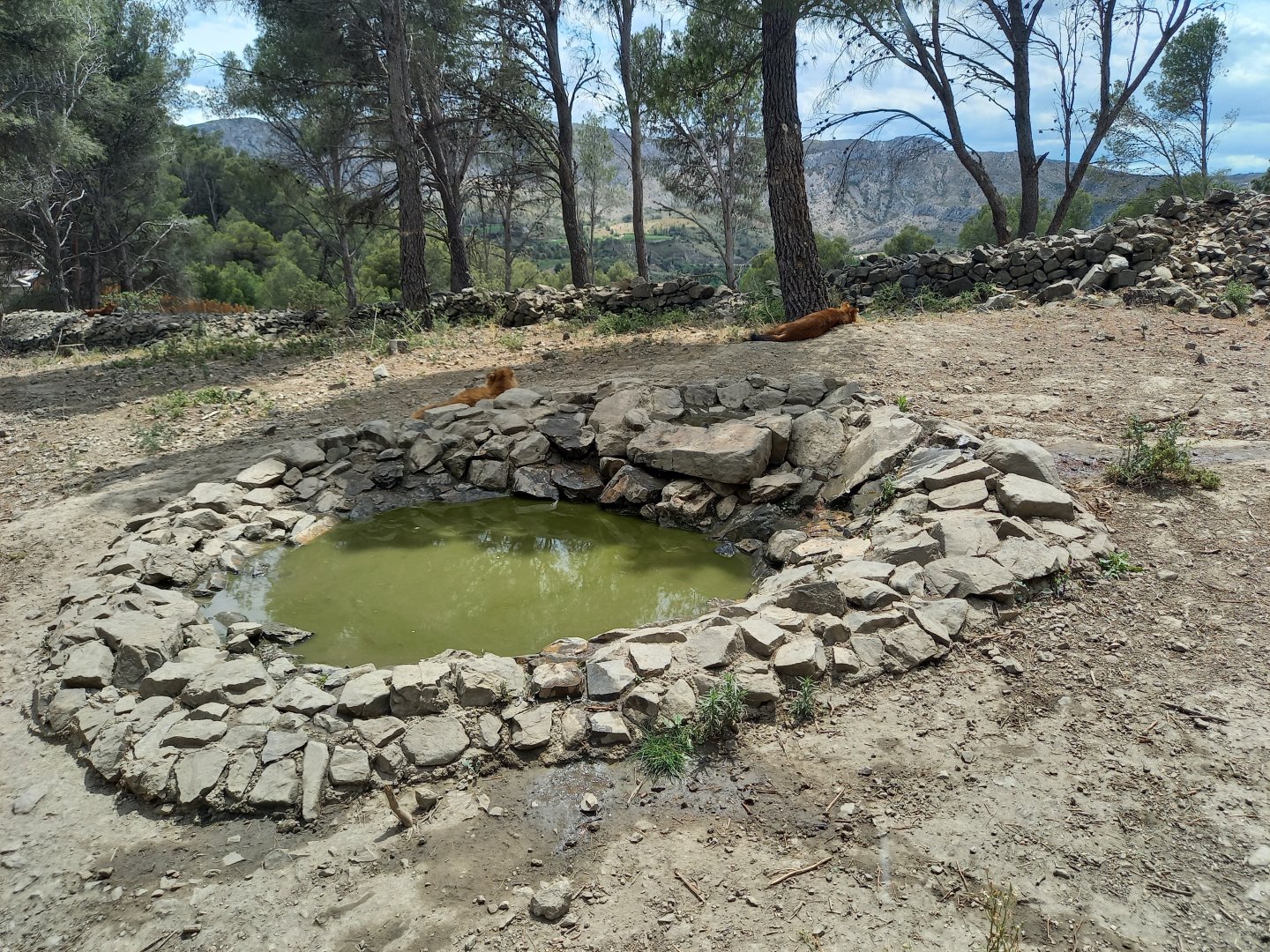 Ecozonia - Second chinese dholes enclosure