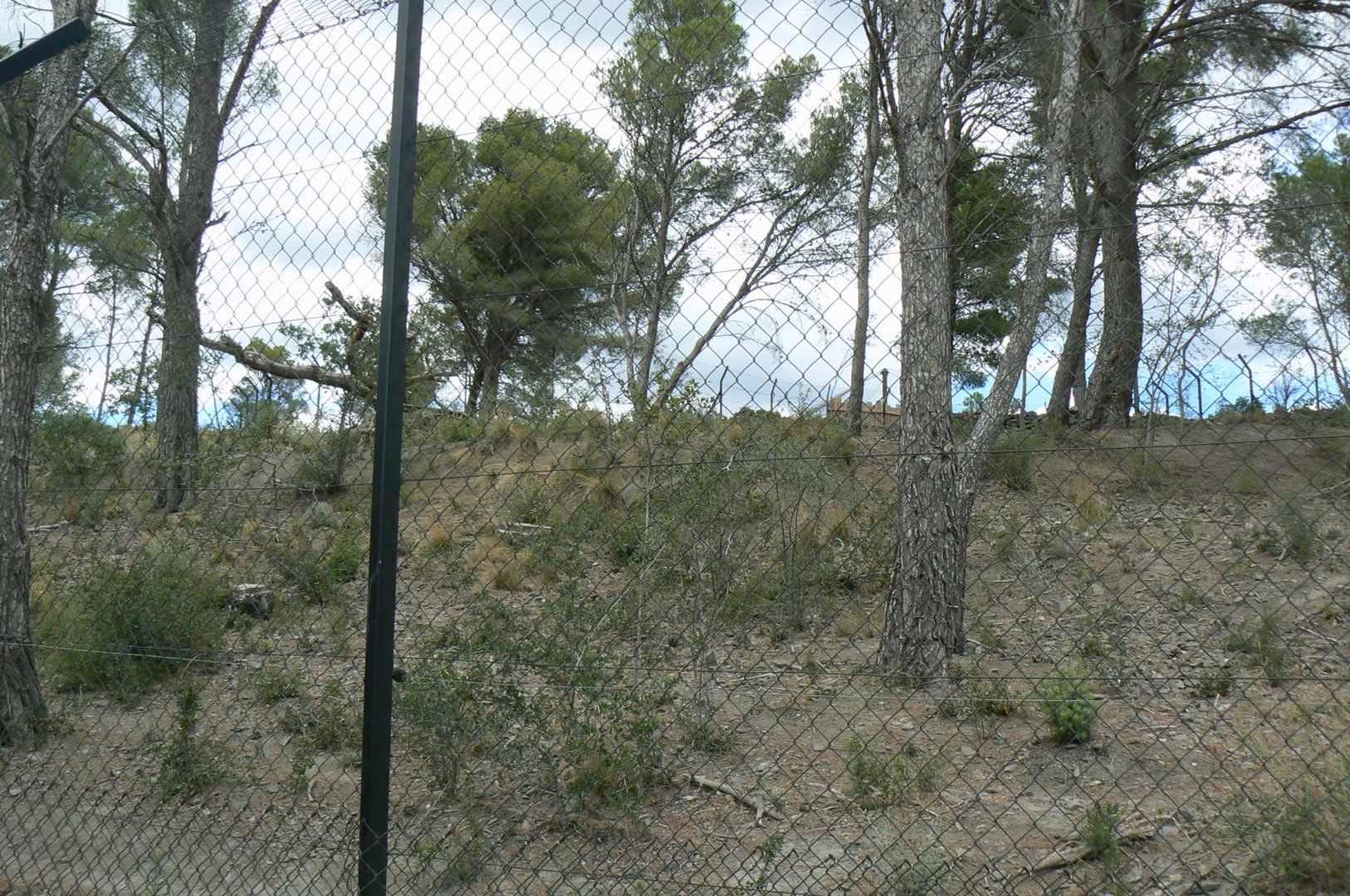 Ecozonia - Second chinese dholes enclosure