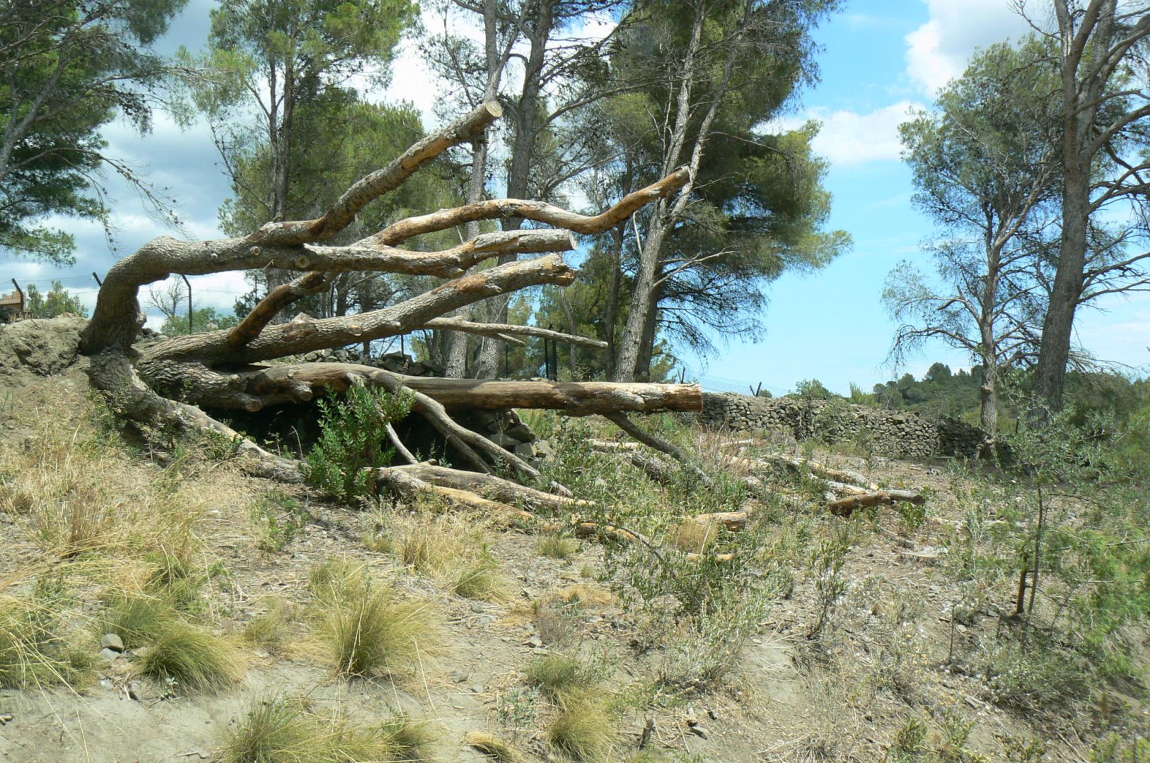 Ecozonia - Second chinese dholes enclosure