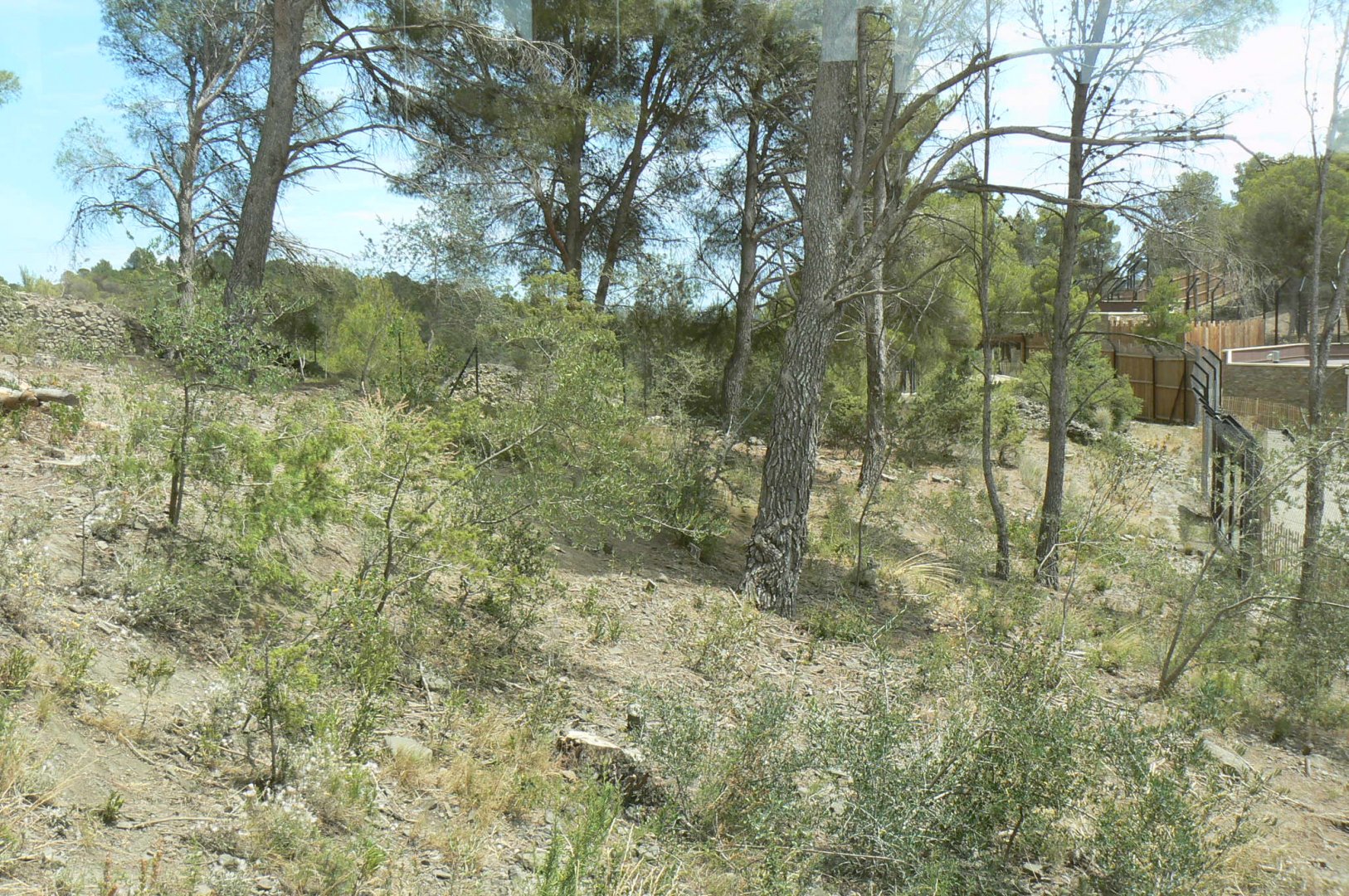 Ecozonia - Second chinese dholes