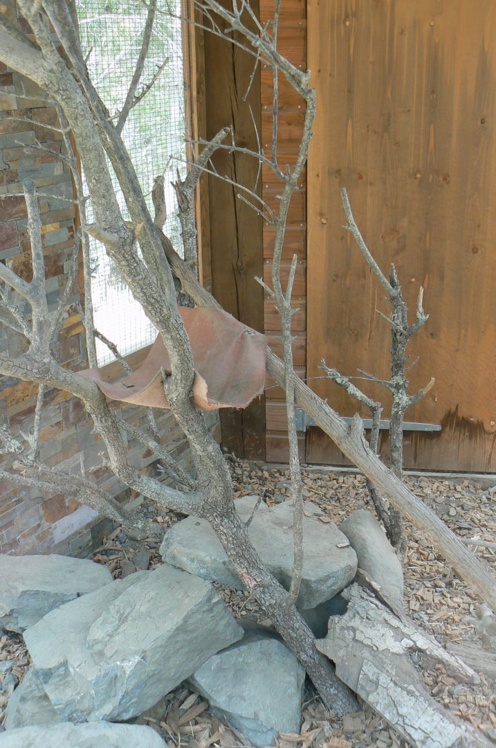 Ecozonia - Sibearian weasels exhibit