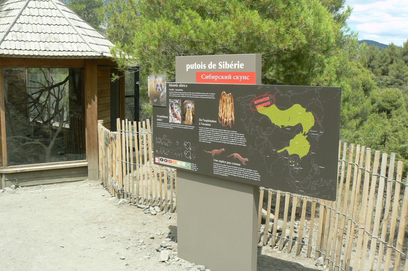 Ecozonia - Sibearian weasels sign