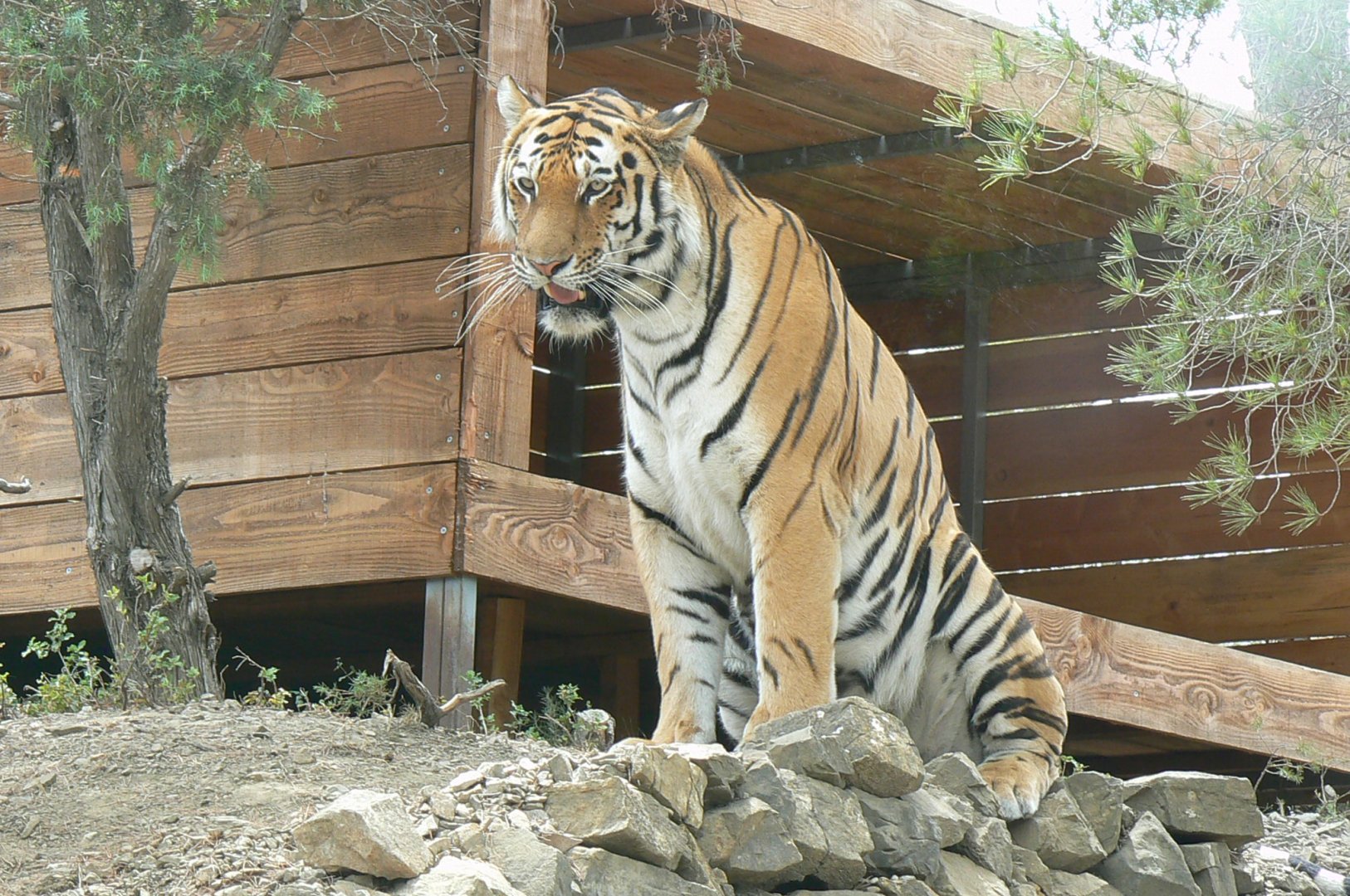 Ecozonia - Siberian tiger