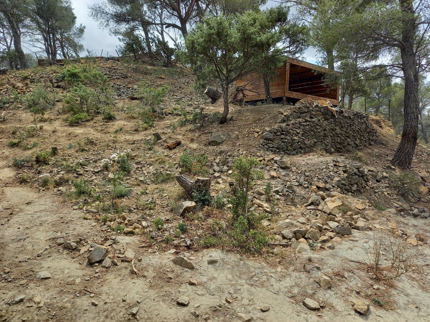 Ecozonia - Siberian tigers enclosure