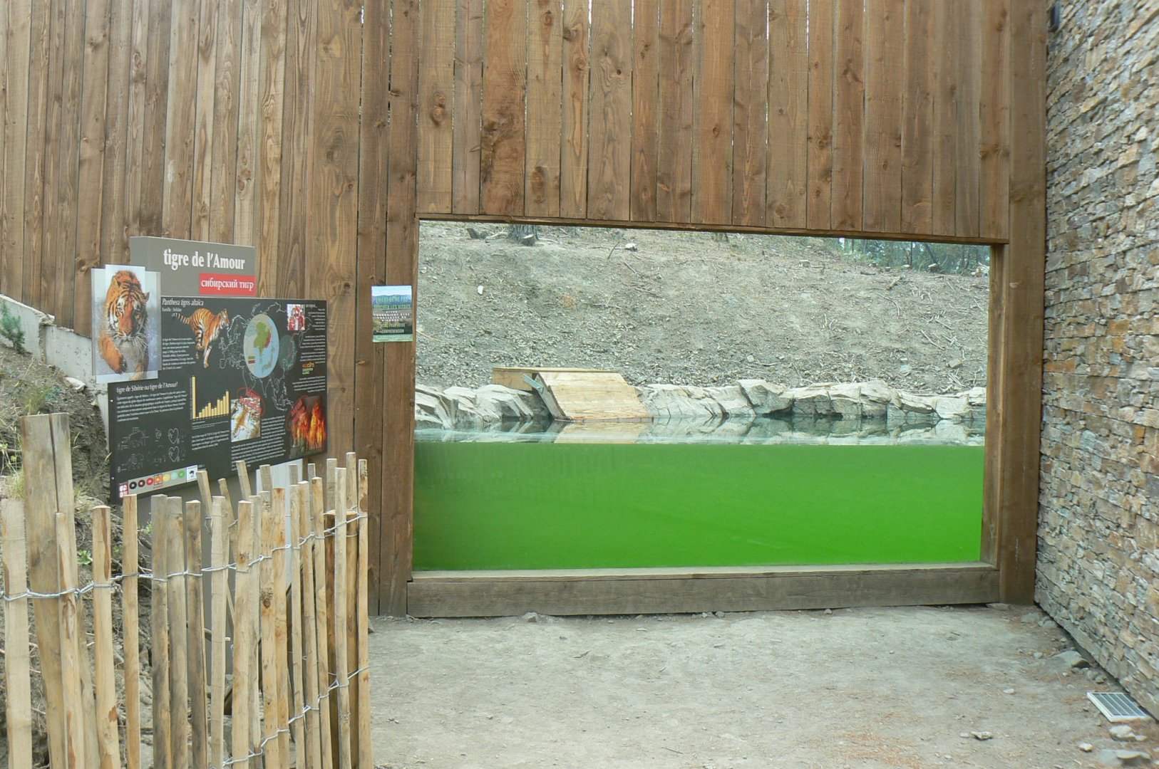 Ecozonia - Siberian tigers underwater viewing