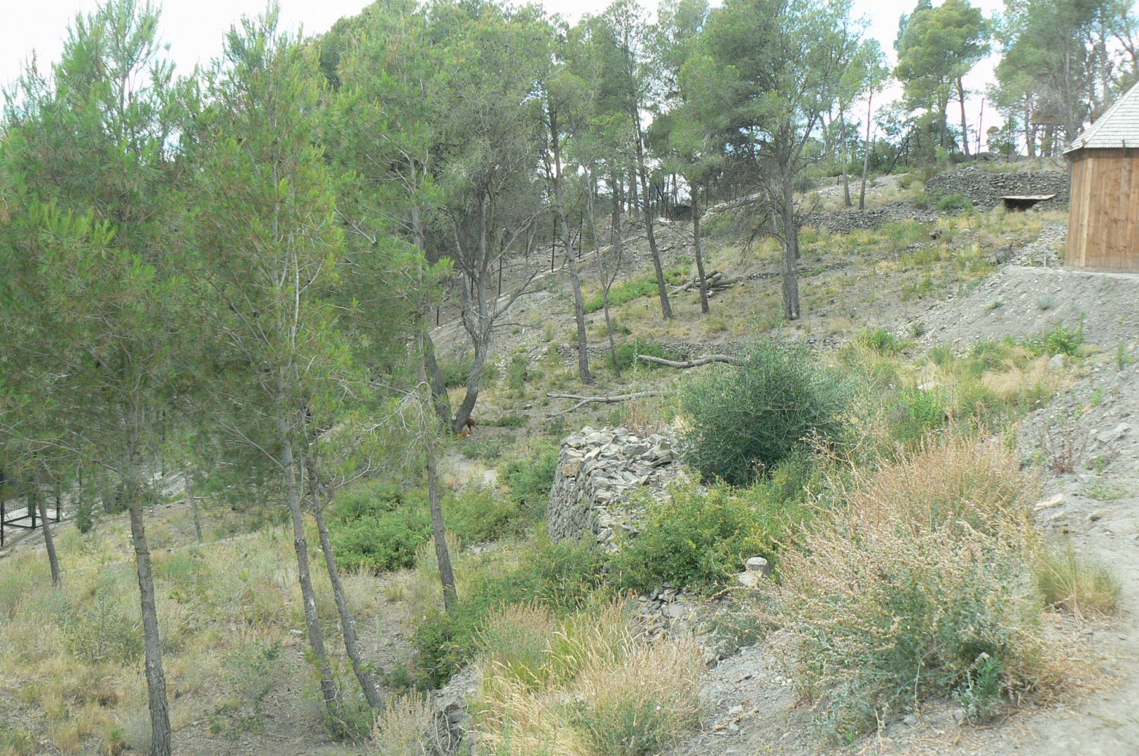 Ecozonia - Third chinese dholes enclosure