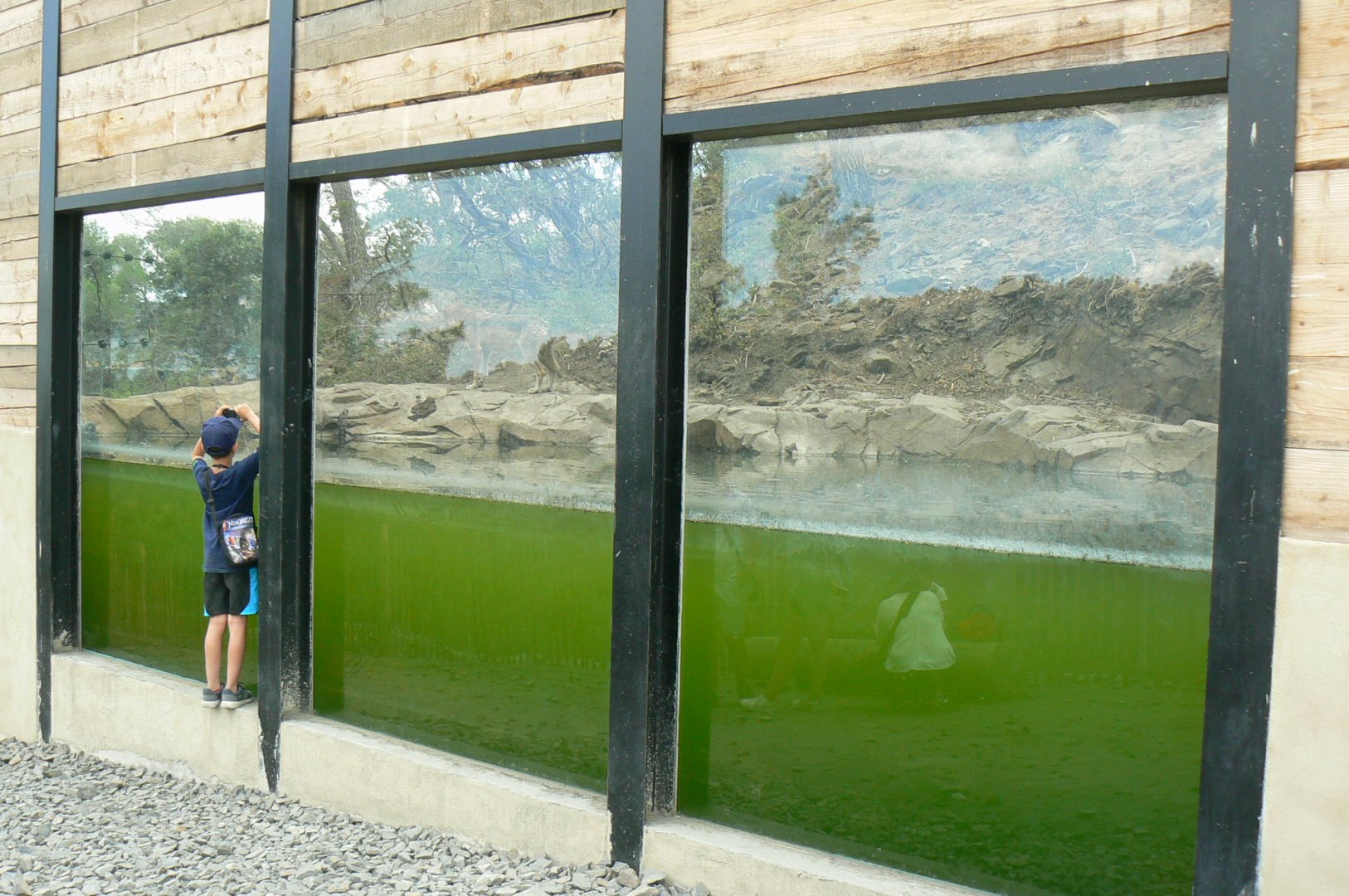 Ecozonia - Underwater viewing onto brown bears and wolves enclosure