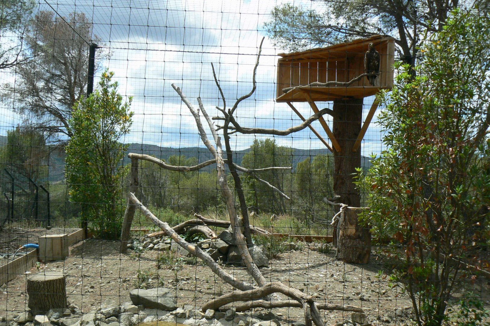 Ecozonia - White-tailed sea eagle aviary