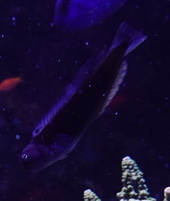 Ecsenius sp, Sentosa Oceanium