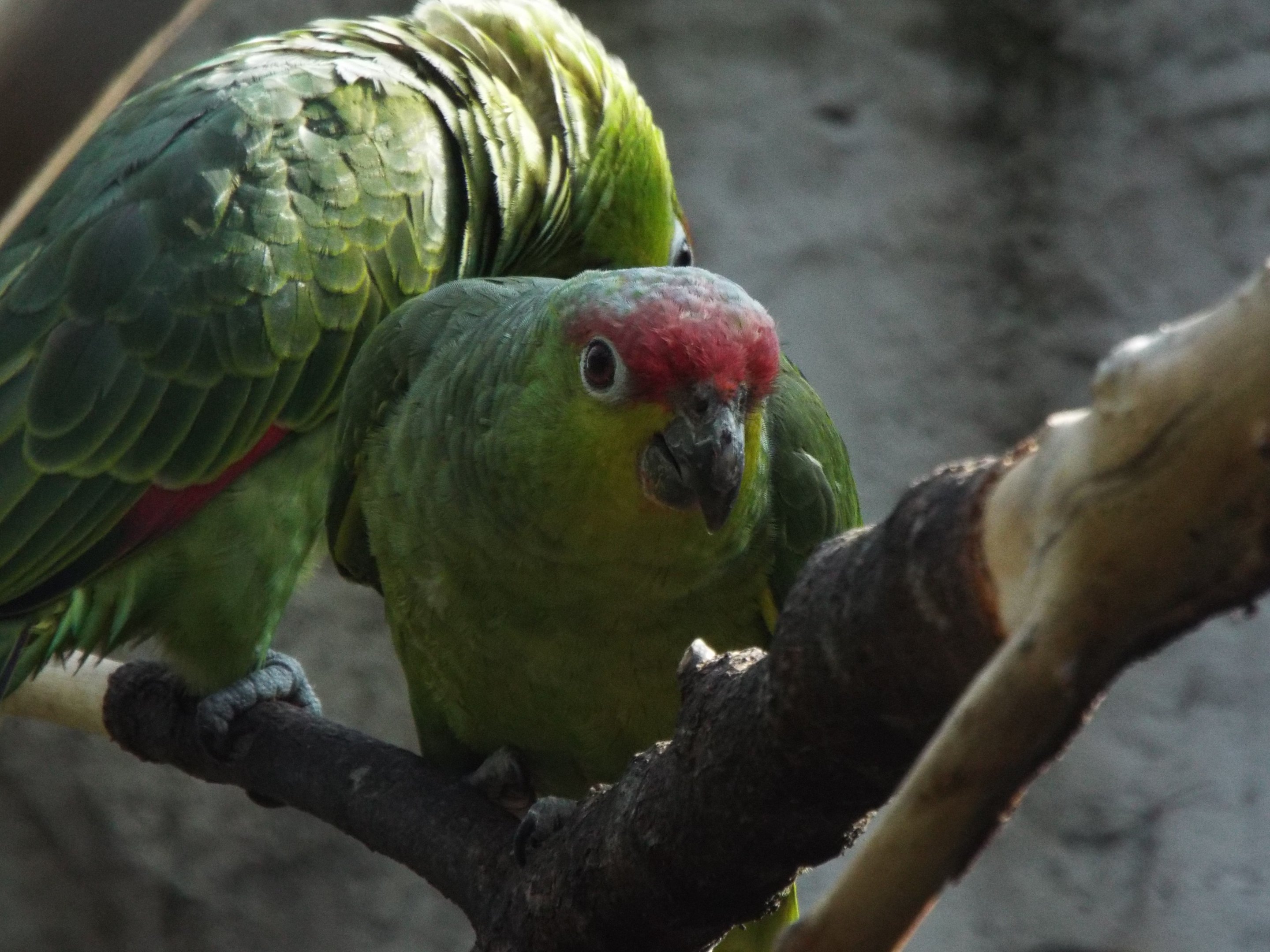 Ecuador Amazon Parrot, Chester Zoo