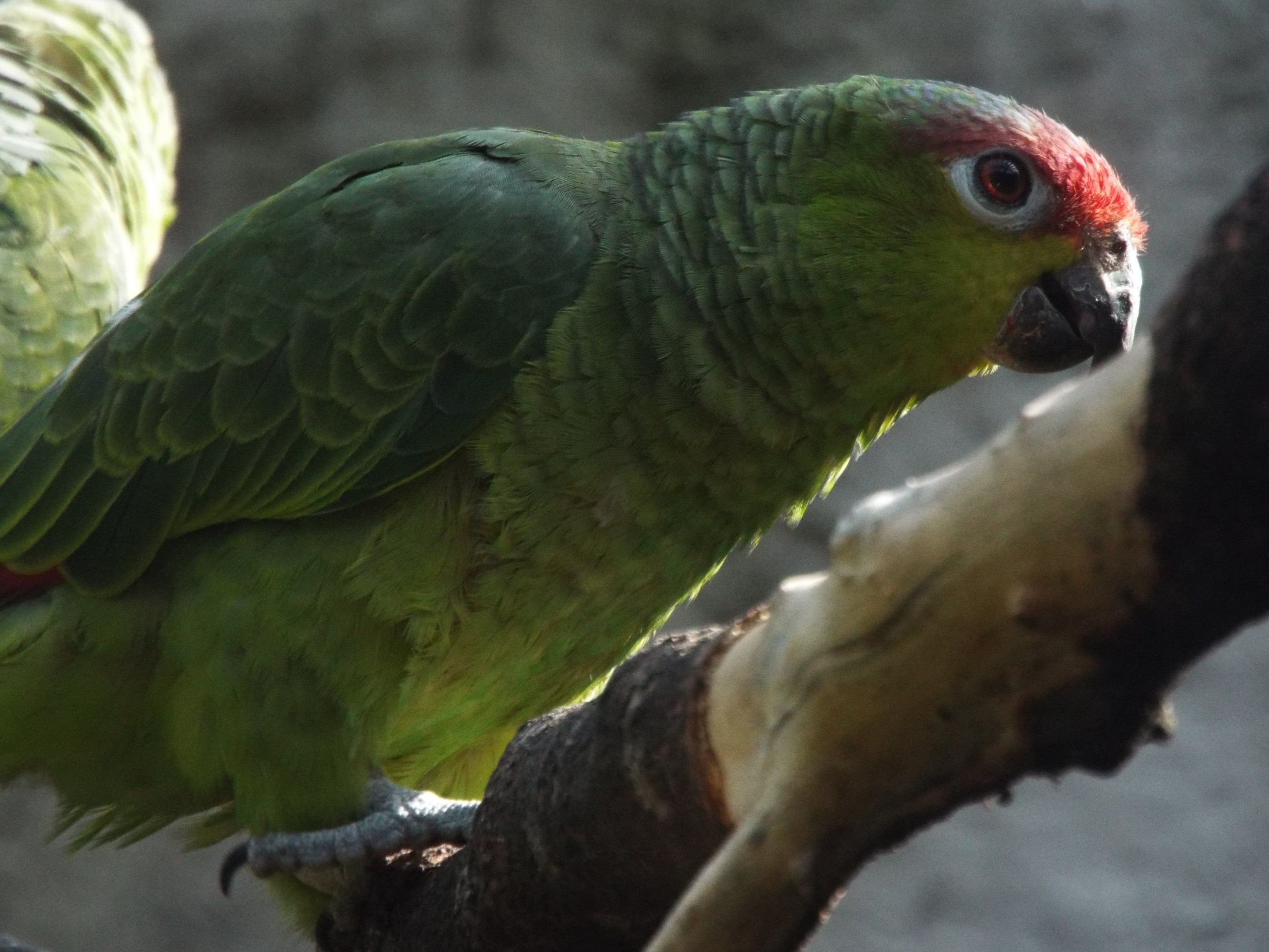 Ecuador Amazon Parrot, Chester Zoo