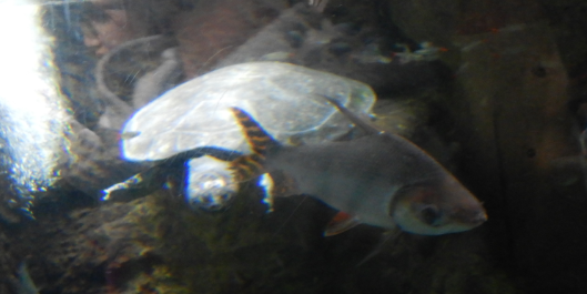 Ecuador Rainforest Exhibit - Arrau Turtle and Flag-Tailed Prochilodus