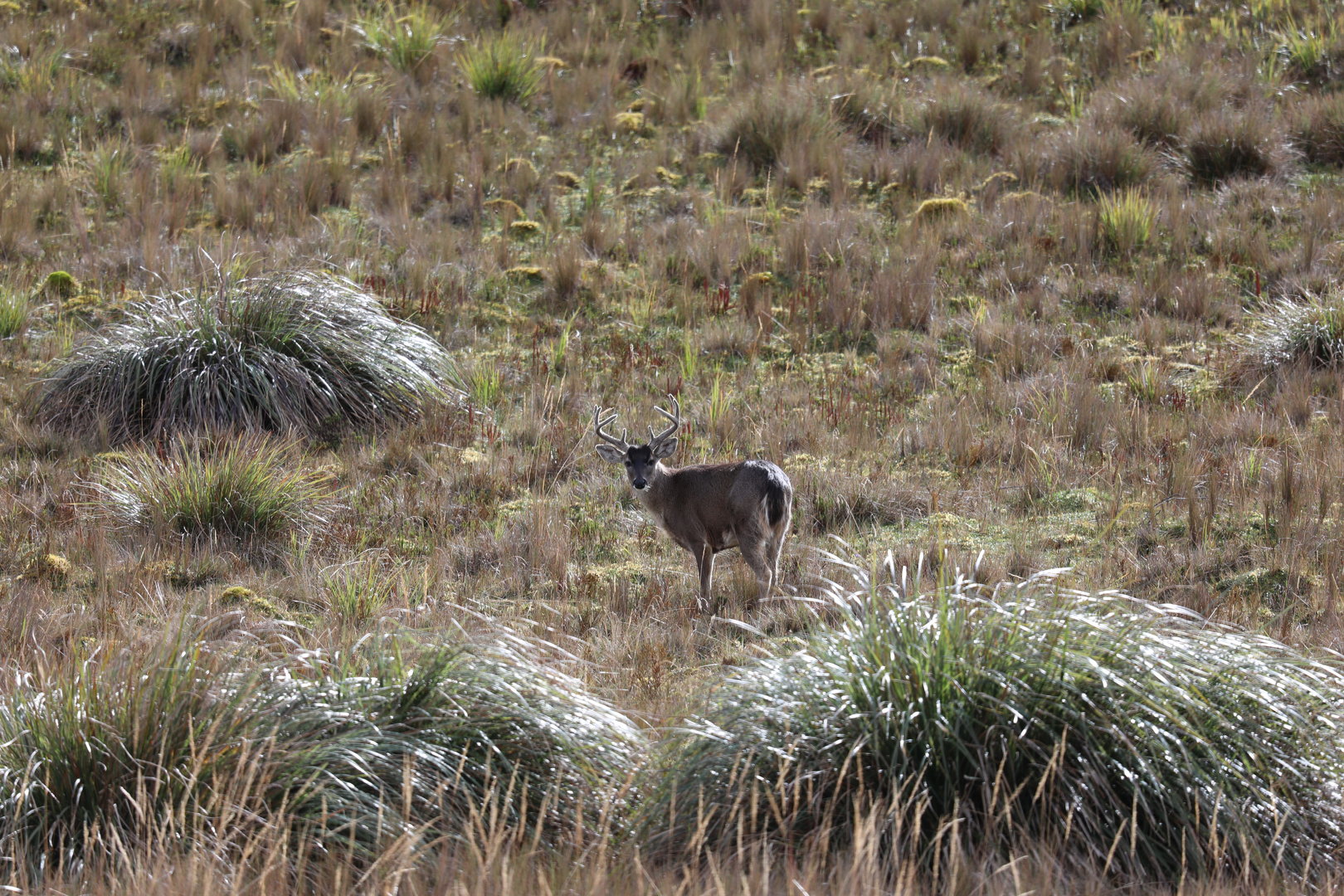 Ecuador White-tailed Deer (Odocoileus virginianus ustus)
