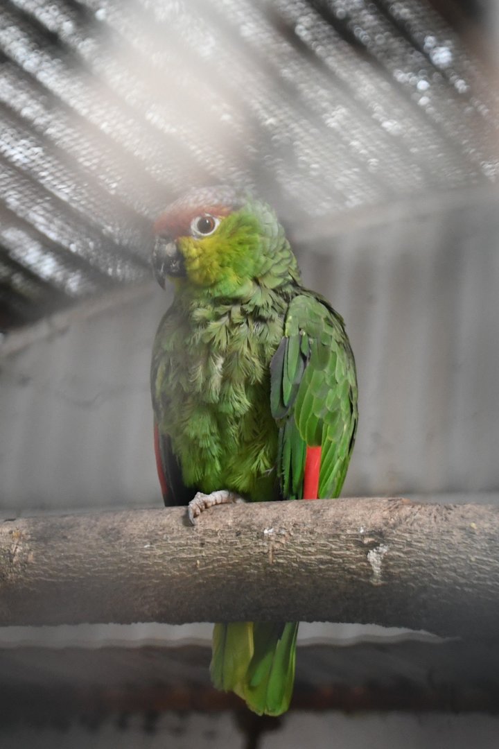 Ecuadorean Red-lored Amazon (Zoo Lourosa)
