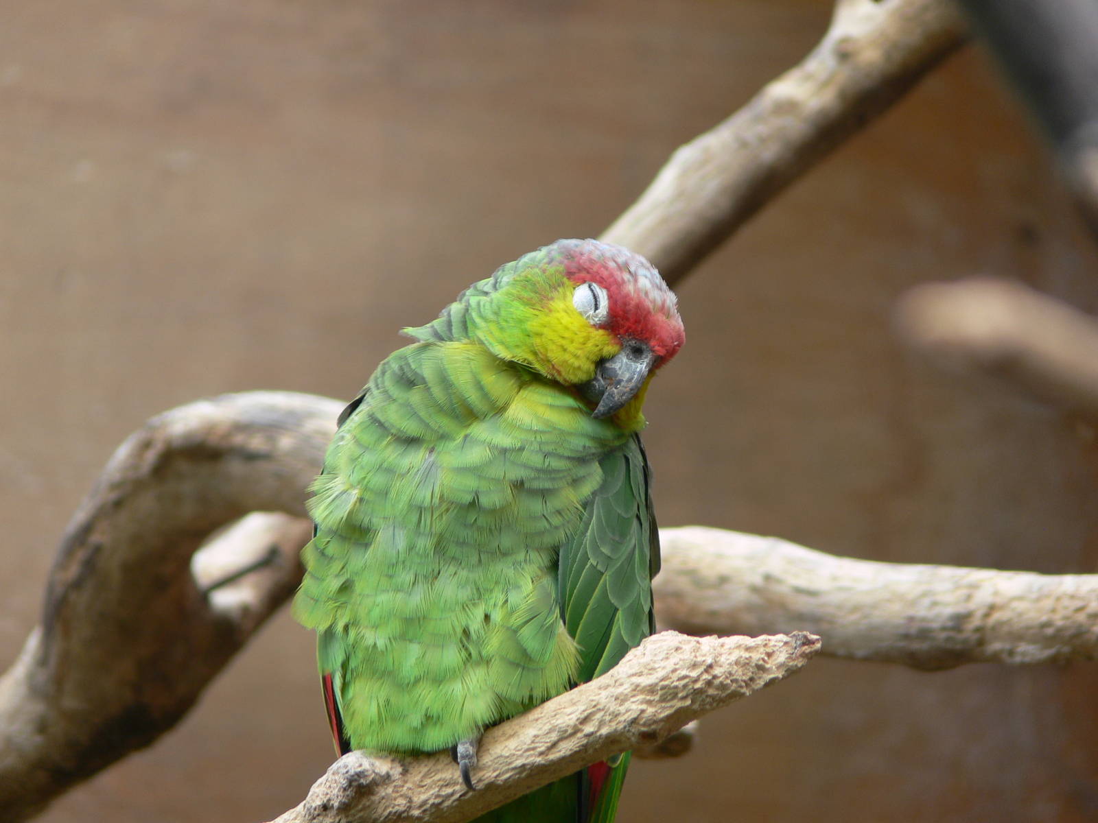 Ecuadorian Amazon Parrot at Chester Zoo, 28/08/13