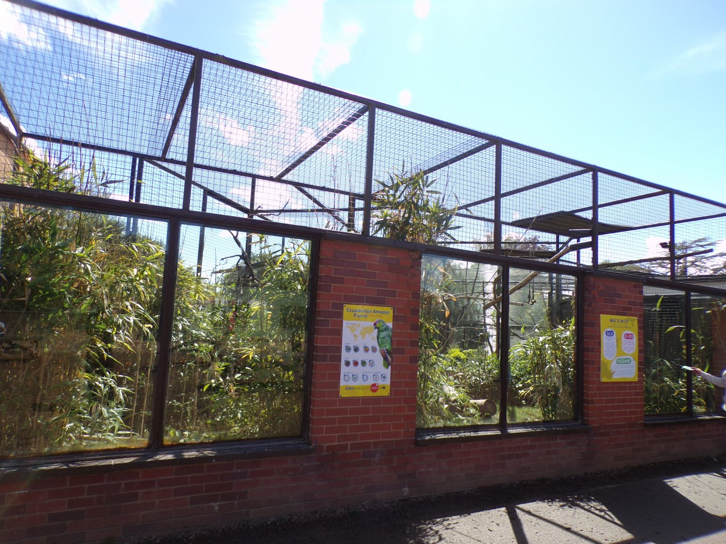 Ecuadorian Amazon parrot aviary 7.7.24