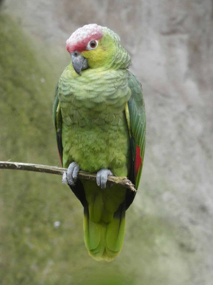 Ecuadorian amazon parrot