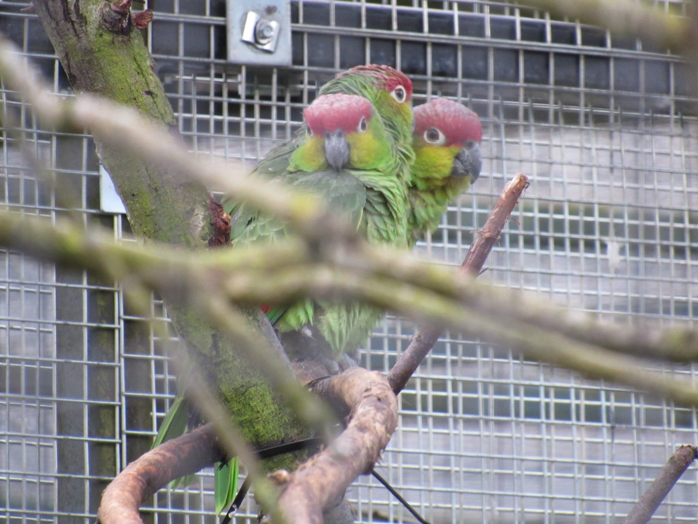 Ecuadorian amazon parrot