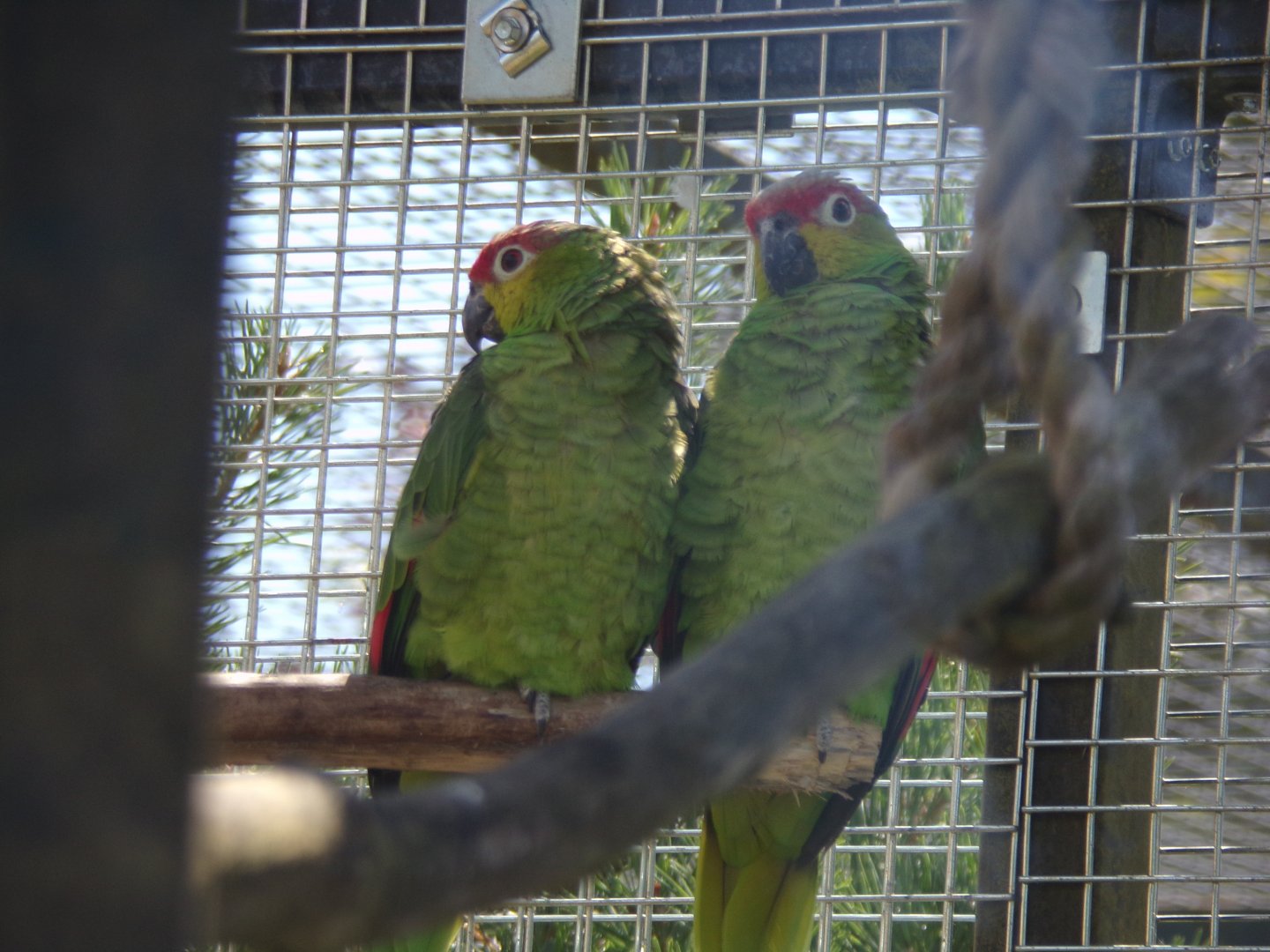 Ecuadorian amazon parrots 7.7.24