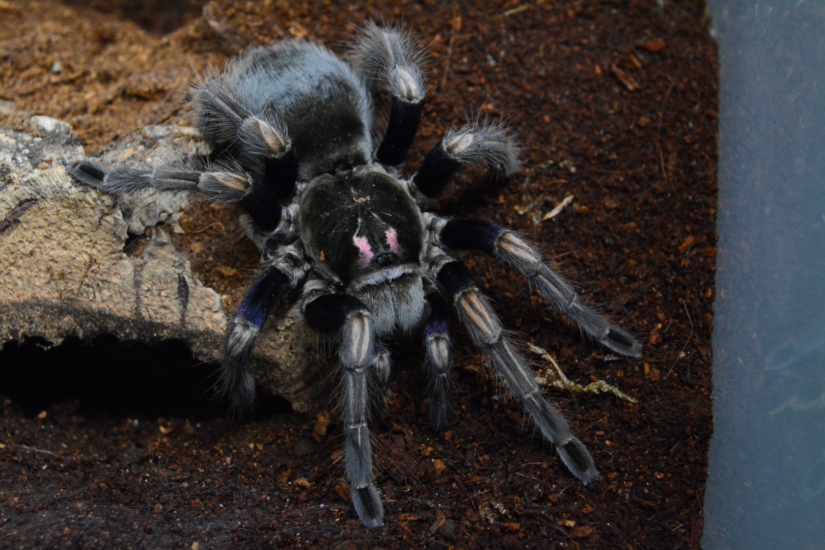 Ecuadorian birdeater tarantula (Pamphobeteus ultramarinus)