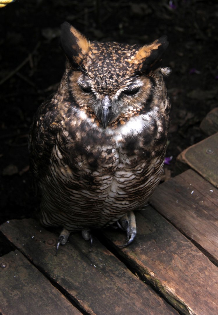 Ecuadorian great horned owl ( Bubo virginianus nigrescens)