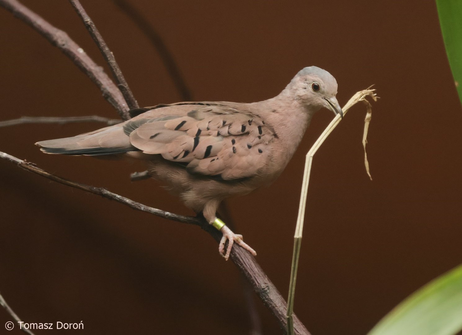 Ecuadorian Ground Dove (Columbina buckleyi), October 2025