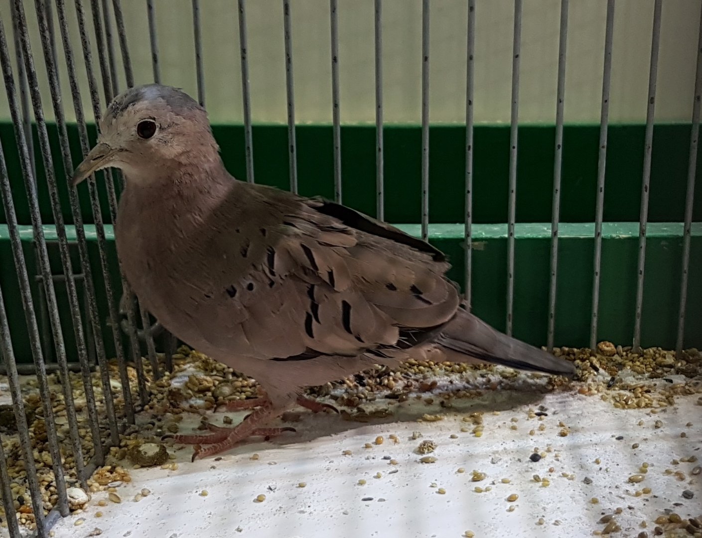 Ecuadorian ground dove - Columbina buckleyi