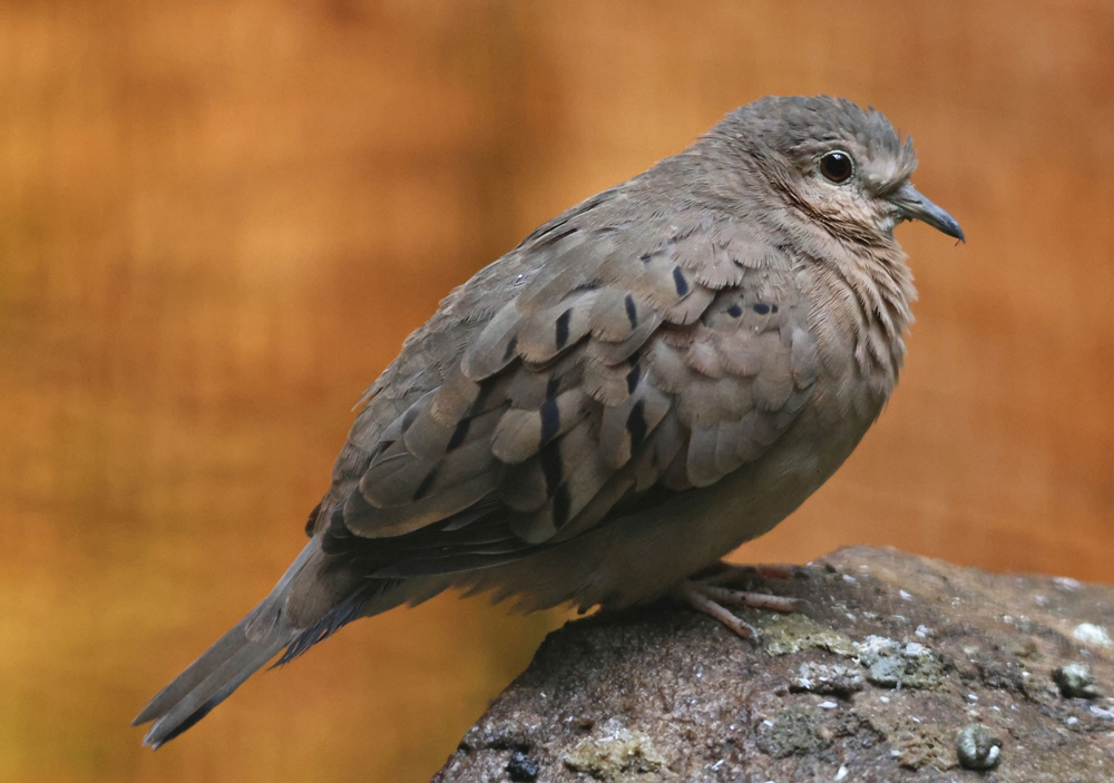Ecuadorian ground dove (Columbina buckleyi)