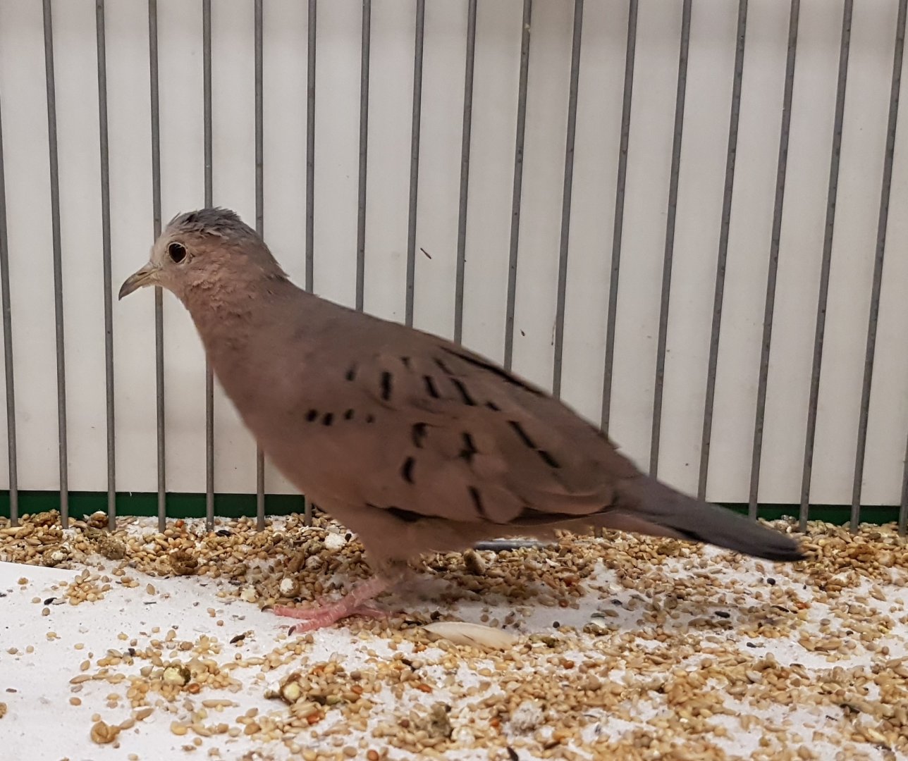 Ecuadorian ground-dove