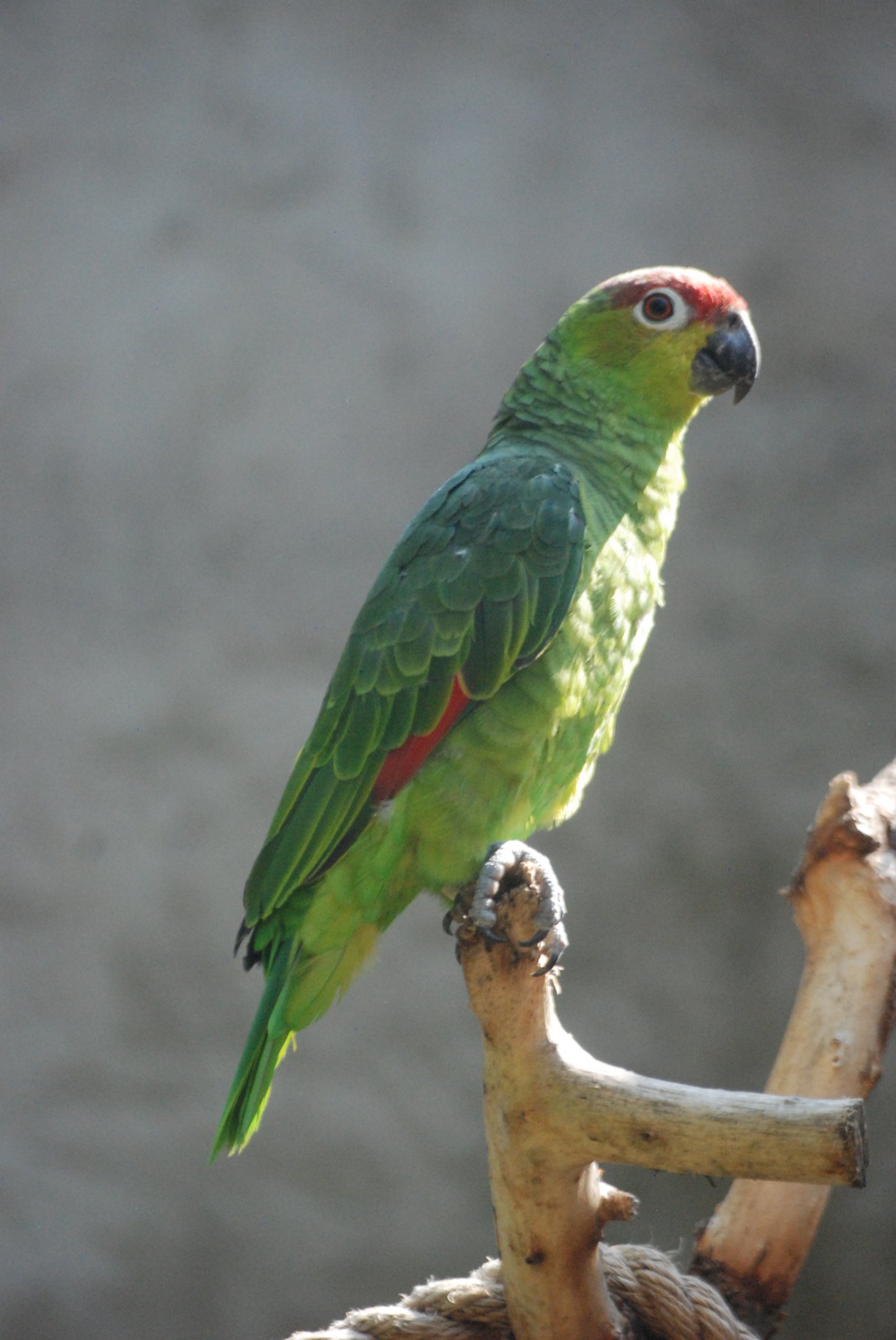 Ecuadorian (Lilacine) Amazon at Chester, 20th July 2021