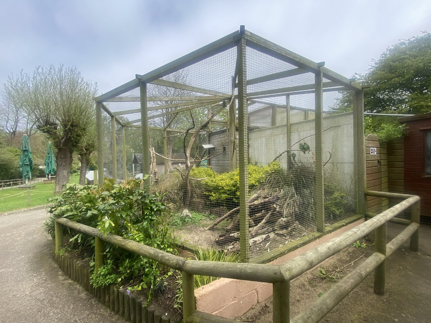 Ecuadorian lilacine amazon aviary 060523