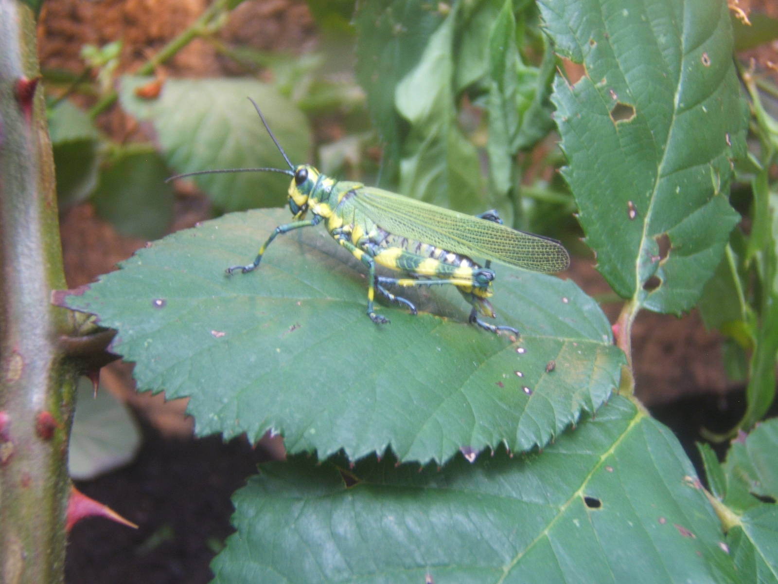 Ecuadorian Lubber Grasshopper (Chromacris psittacus pacificus)