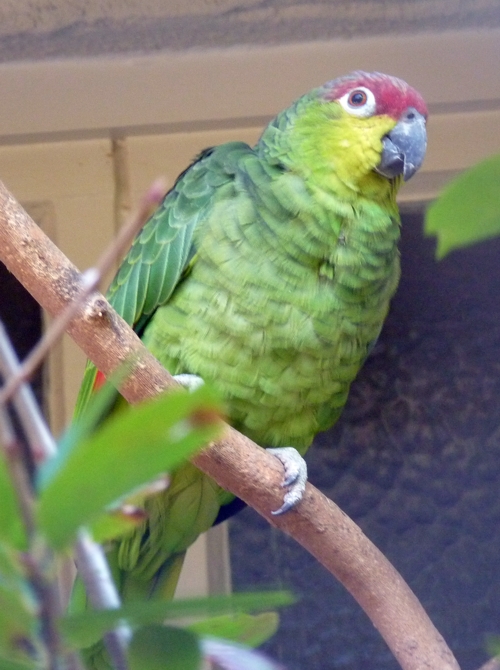 Ecuadorian red-lored amazon (Amazona autumnalis ssp. lilacina)
