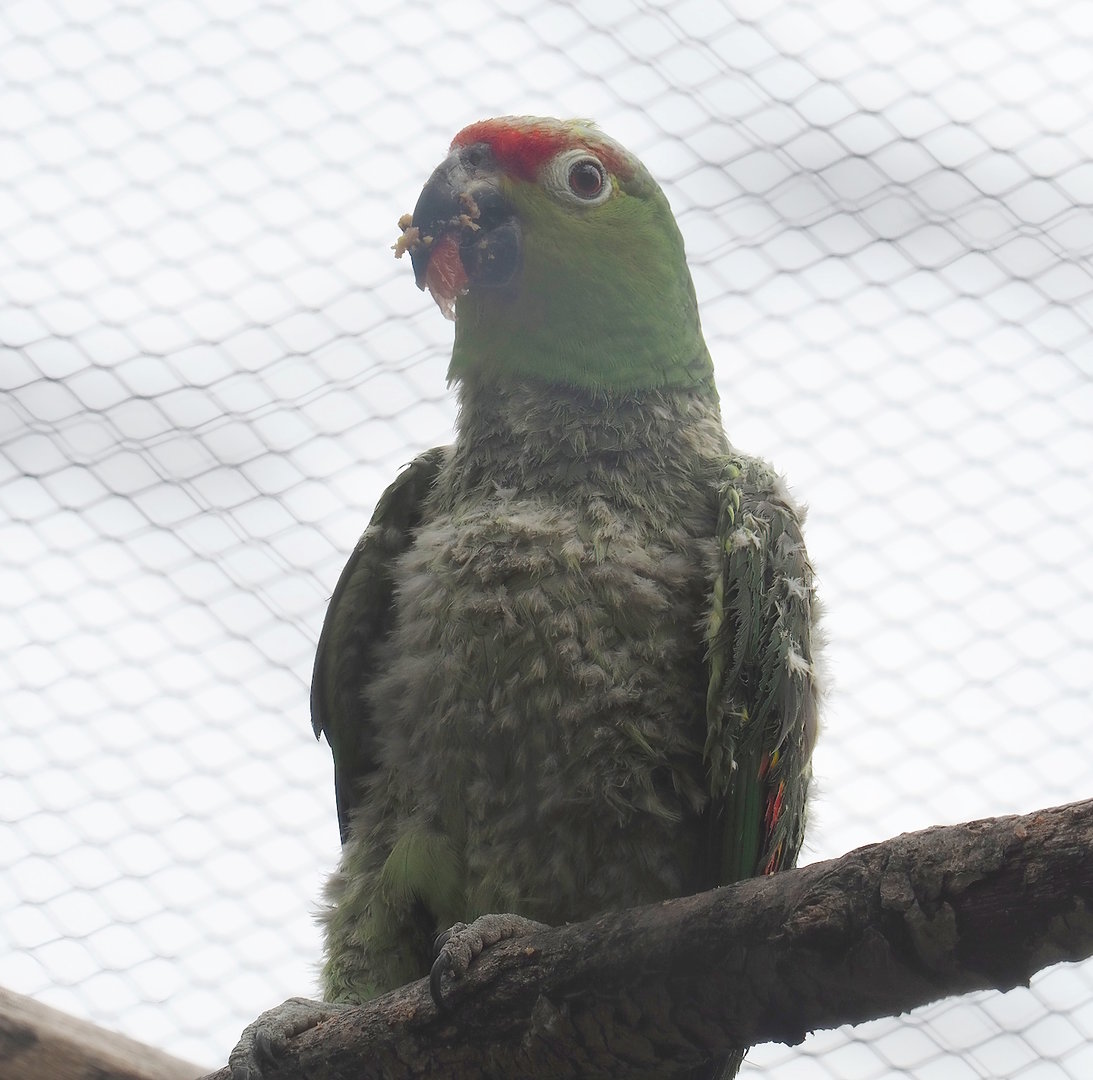 Ecuadorian red-lored amazon (Amazona lilacina), 2022-07-10