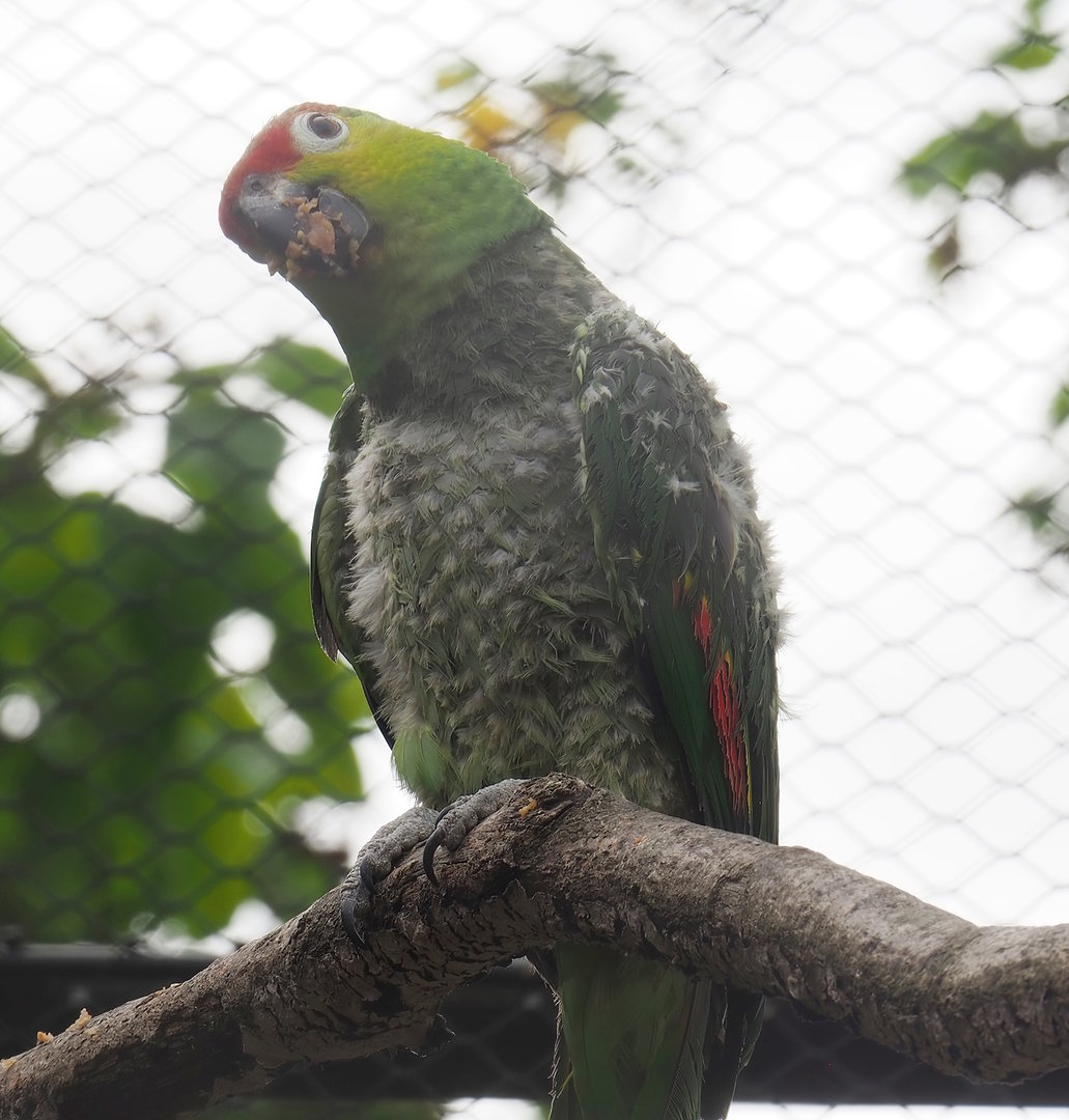 Ecuadorian red-lored amazon (Amazona lilacina), 2022-07-10